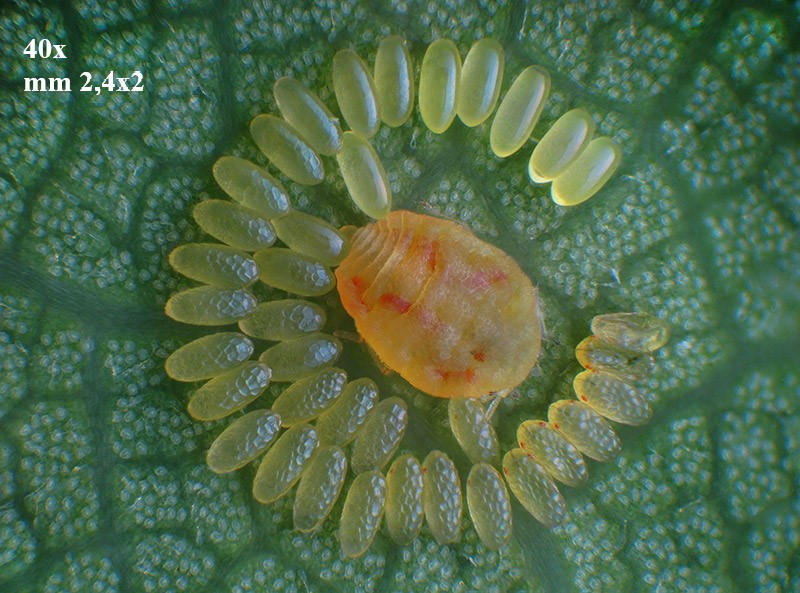 Phylloxera quercus